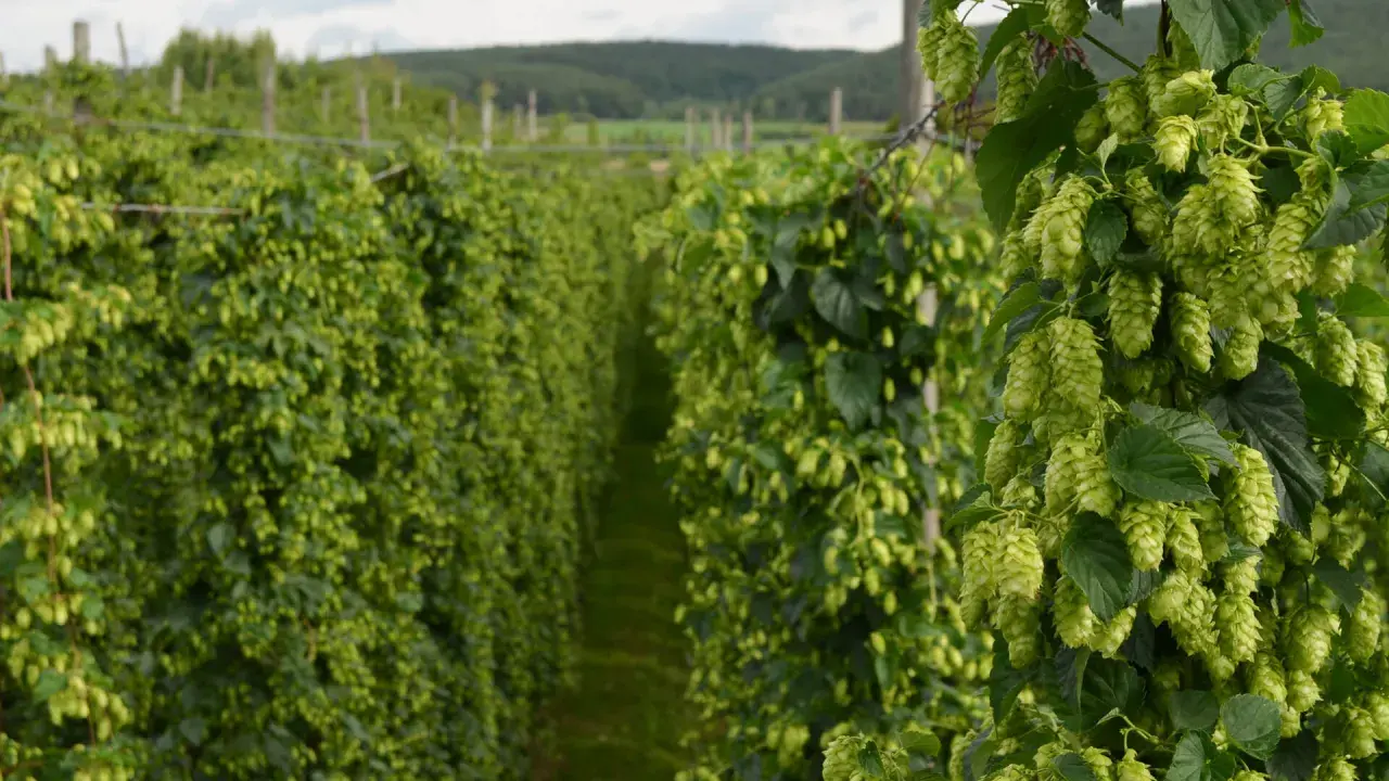 Reife Hopfendolden ranken sich an einem Draht im deutschen Hopfenanbau.