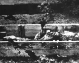 Holzkiste mit Leichenteilen, ein Baum wächst hindurch. Ein trauriges Zeugnis der Schrecken vom 30. April 1945.