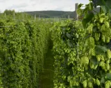 Reife Hopfendolden ranken sich an einem Draht im deutschen Hopfenanbau.
