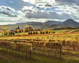 Herbstliche Weinberge in der bayerischen Pfalz, mit einem Dorf im Tal und sanften Hügeln im Hintergrund.