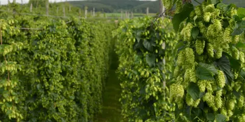 Reife Hopfendolden ranken sich an einem Draht im deutschen Hopfenanbau.