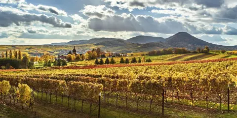 Herbstliche Weinberge in der bayerischen Pfalz, mit einem Dorf im Tal und sanften Hügeln im Hintergrund.