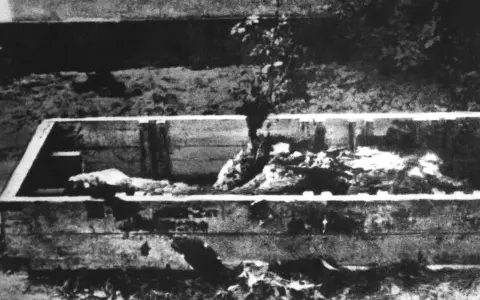 Holzkiste mit Leichenteilen, ein Baum wächst hindurch. Ein trauriges Zeugnis der Schrecken vom 30. April 1945.