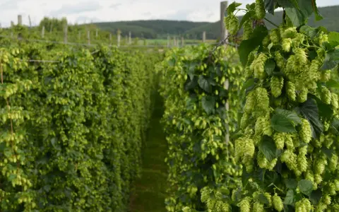 Reife Hopfendolden ranken sich an einem Draht im deutschen Hopfenanbau.