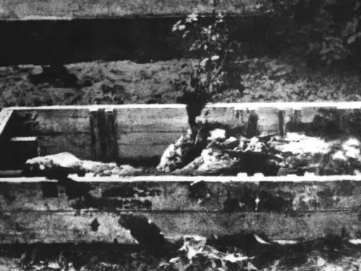 Holzkiste mit Leichenteilen, ein Baum wächst hindurch. Ein trauriges Zeugnis der Schrecken vom 30. April 1945.