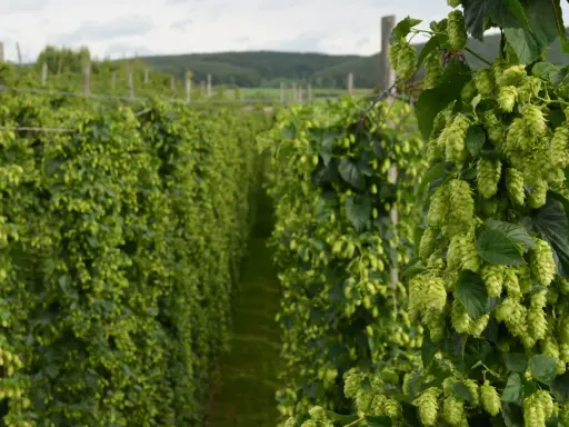 Reife Hopfendolden ranken sich an einem Draht im deutschen Hopfenanbau.