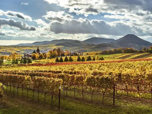 Herbstliche Weinberge in der bayerischen Pfalz, mit einem Dorf im Tal und sanften Hügeln im Hintergrund.