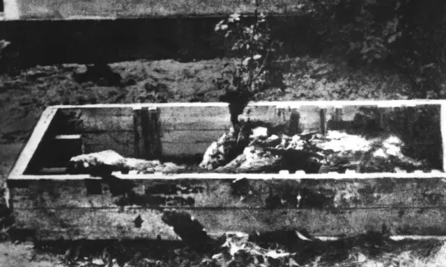 Holzkiste mit Leichenteilen, ein Baum wächst hindurch. Ein trauriges Zeugnis der Schrecken vom 30. April 1945.