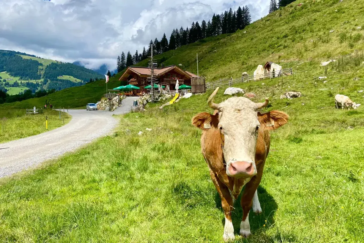 Eine Kuh auf einer Alm, wo man die Natur und das Leben auf dem Land genie&szlig;en kann.