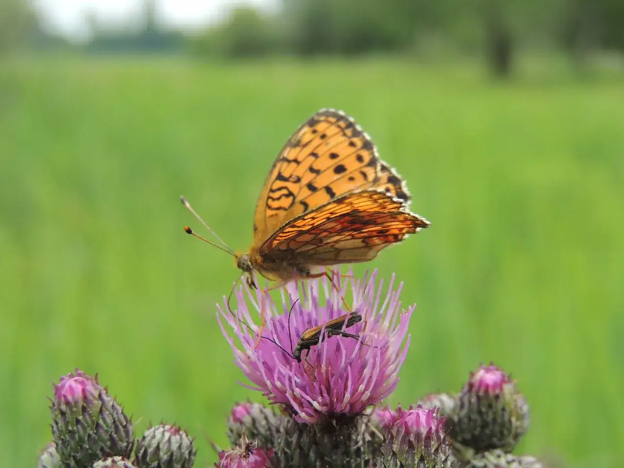 Ein Schmetterling sitzt auf einer Distelblüte im Erdinger Moos. Ein Käfer krabbelt daneben.