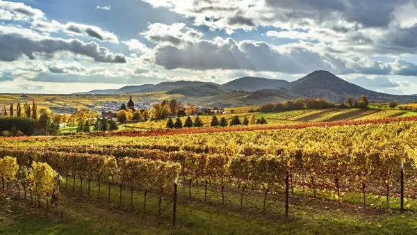 Herbstliche Weinberge in der bayerischen Pfalz, mit einem Dorf im Tal und sanften Hügeln im Hintergrund.